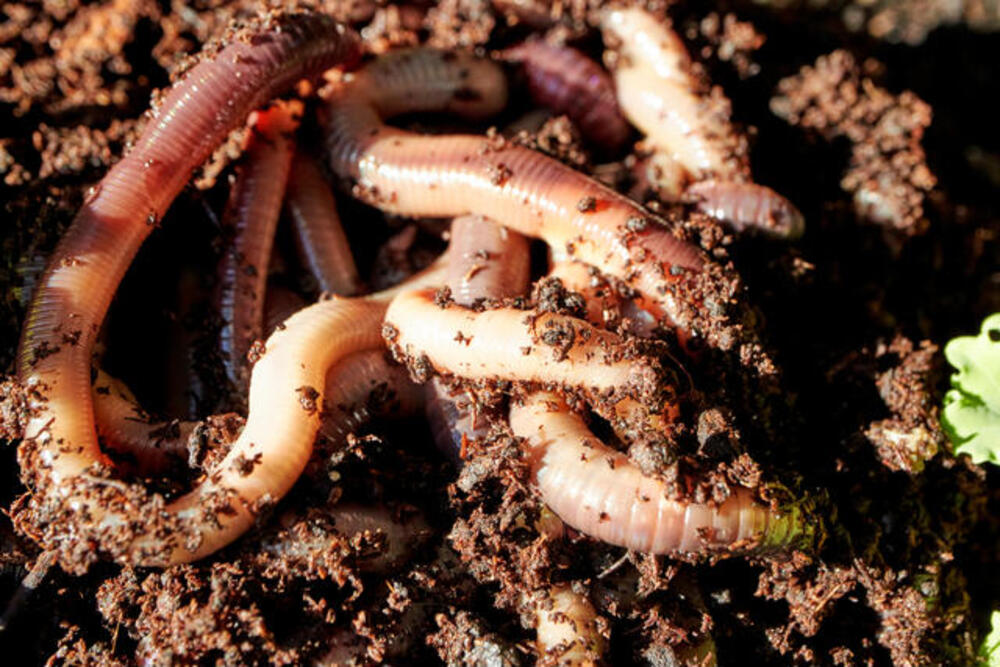 Wet and Dry Worms