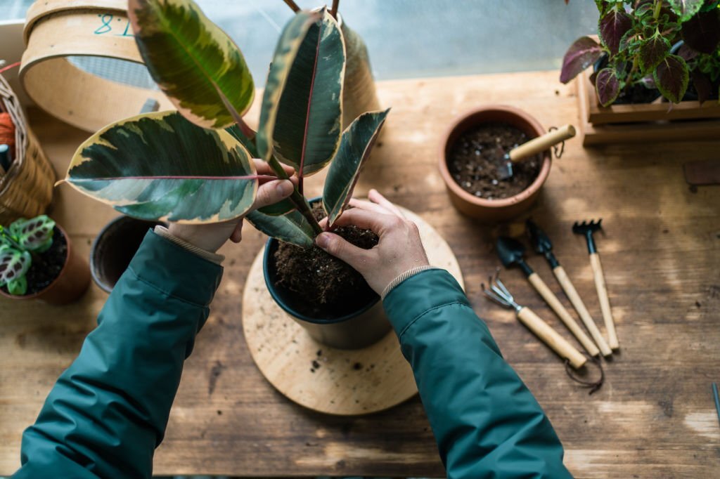 How Plants Use Water