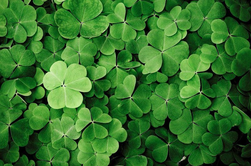 Plant Shamrocks